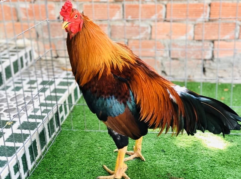 Một chiến kê tài năng sẽ có hình dáng bên ngoài oai dũng