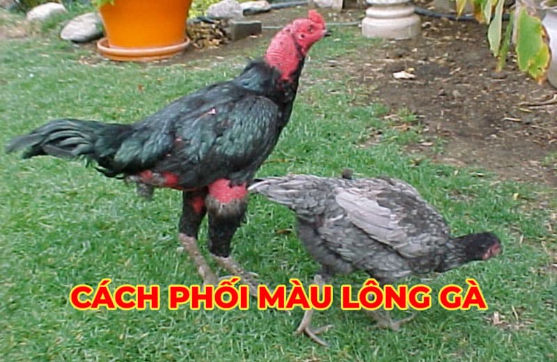 Phối màu lông gà sao cho hiệu quả? Cách chọn lựa gà con ưng ý
