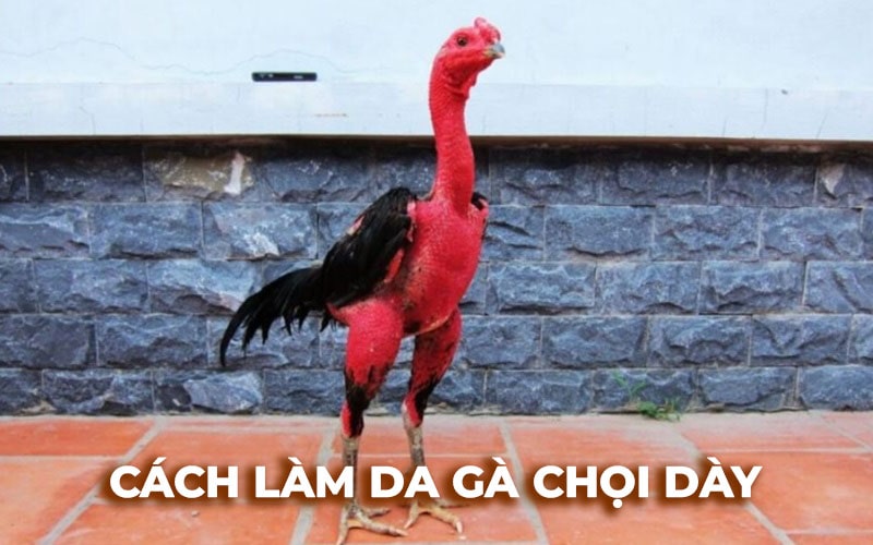 Cách làm da gà chọi dày mà sư kê nào cũng cần phải biết